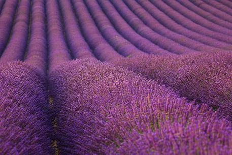 Plateau of Valensole, Lavender Field