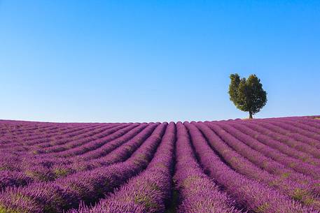 Plateau of Valensole, Lavender Field