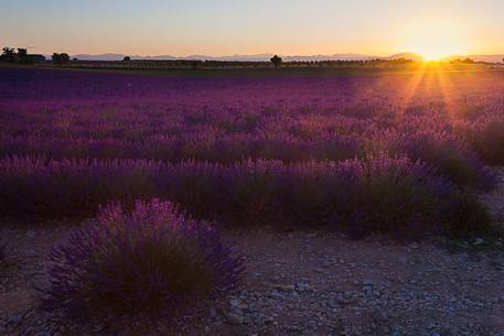 Plateau of Valensole, Lavender Field