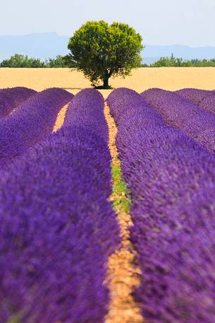 Plateau of Valensole, Lavender Field