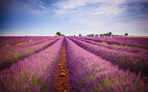 Plateau of Valensole, Lavender Field