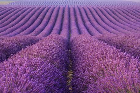 Plateau of Valensole, Lavender Field