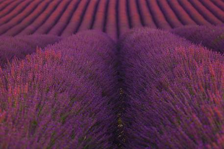 Plateau of Valensole, Lavender Field