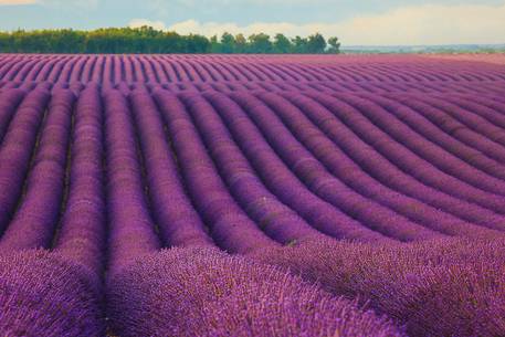 Plateau of Valensole, Lavender Field