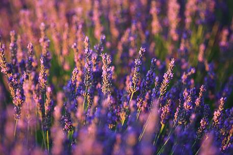 Plateau of Valensole, Lavender Field