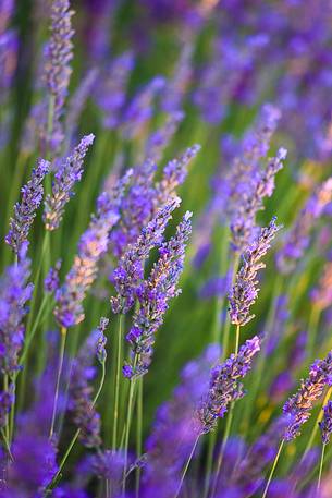 Plateau of Valensole, Lavender Field