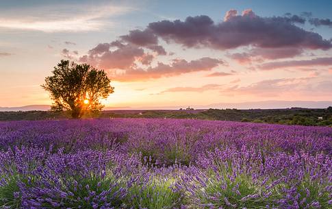 Sunset in the Plateau de Valensole, backlit an almond tree, typical of the plateau