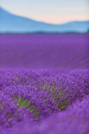 Lavender fields on the Plateau of Valensole