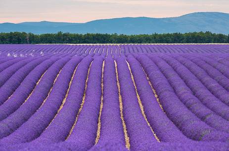 Lavender fields on the Plateau of Valensole