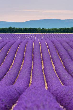 Lavender fields on the Plateau of Valensole