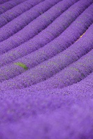 Lavender fields on the Plateau of Valensole