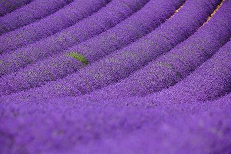 Lavender fields on the Plateau of Valensole