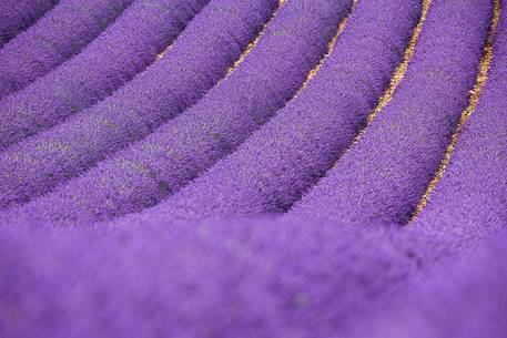 Lavender fields on the Plateau of Valensole