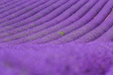 Lavender fields on the Plateau of Valensole