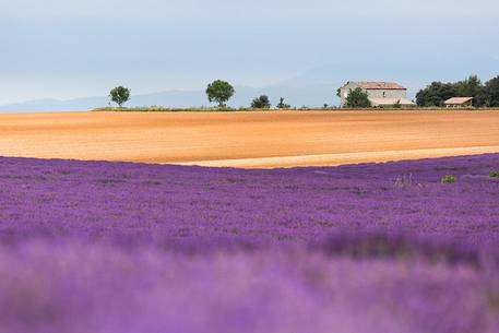 Lavender fields on the Plateau of Valensole