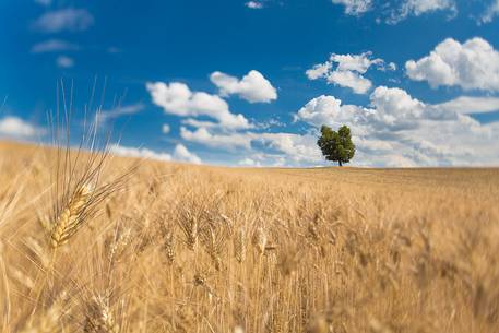 wheat fields on the Plateau of Valensole