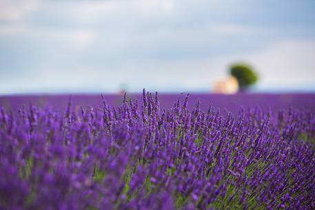 Lavender fields on the Plateau of Valensole