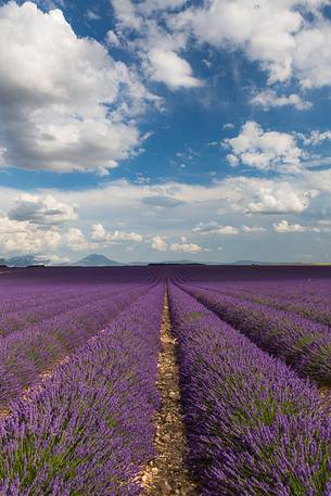 Lavender fields on the Plateau of Valensole