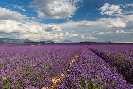 Lavender fields on the Plateau of Valensole