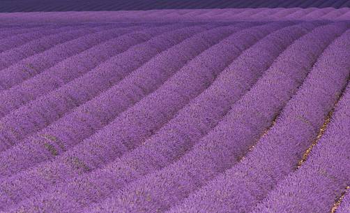 Lavender fields on the Plateau of Valensole