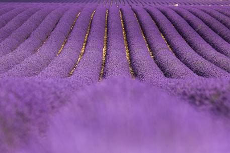 Lavender fields on the Plateau of Valensole