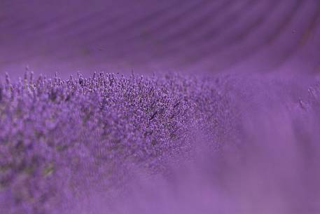 Lavender fields on the Plateau of Valensole