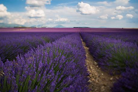 Lavender fields on the Plateau of Valensole