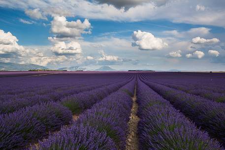 Lavender fields on the Plateau of Valensole