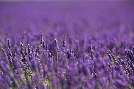 Lavender fields on the Plateau of Valensole