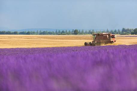 Lavender fields on the Plateau of Valensole