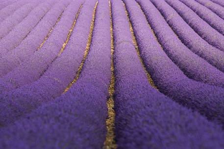 Lavender fields on the Plateau of Valensole