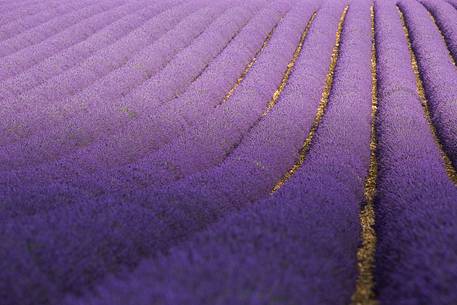 Lavender fields on the Plateau of Valensole