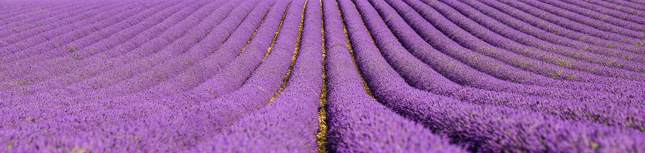 Lavender fields on the Plateau of Valensole