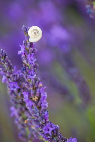 Snail on lavender flower in the Plateau of Valensole