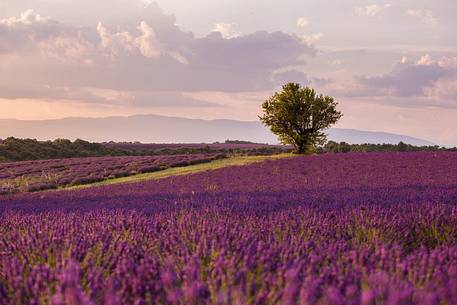 Sunset on the Plateau of Valensole