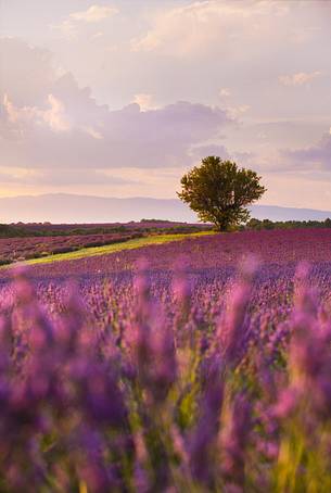 Sunset on the Plateau of Valensole