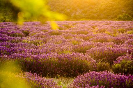 Sunset on the Plateau of Valensole