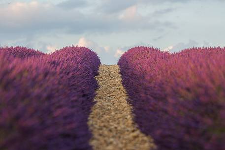 Sunset on the Plateau of Valensole