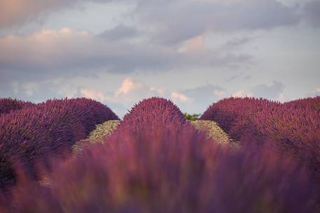 Sunset on the Plateau of Valensole