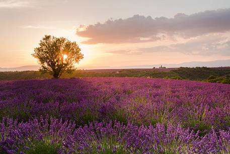 Sunset on the Plateau of Valensole