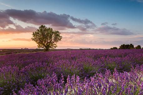 Sunset on the Plateau of Valensole