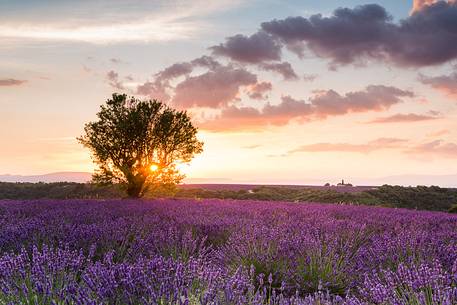 Sunset on the Plateau of Valensole