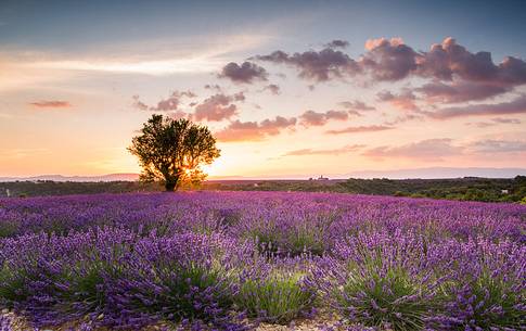 Sunset on the Plateau of Valensole