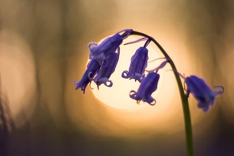 The Blue Forest of Belgium. Hallerbos or Halle Forest is known for its bluebell carpet which covers the forest floor for a few weeks each spring.