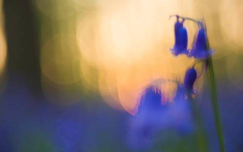 The Blue Forest of Belgium. Hallerbos or Halle Forest is known for its bluebell carpet which covers the forest floor for a few weeks each spring.