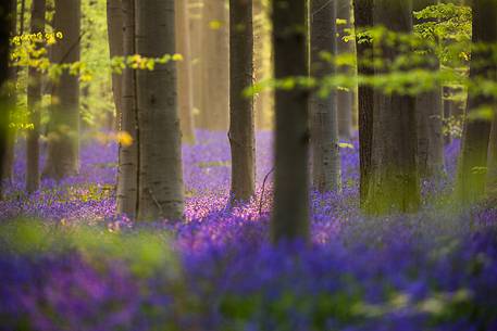 The Blue Forest of Belgium. Hallerbos or Halle Forest is known for its bluebell carpet which covers the forest floor for a few weeks each spring.