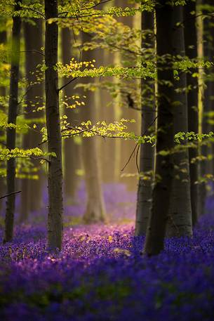 The Blue Forest of Belgium. Hallerbos or Halle Forest is known for its bluebell carpet which covers the forest floor for a few weeks each spring.