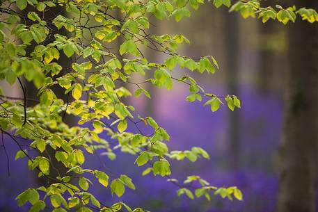 The Blue Forest of Belgium. Hallerbos or Halle Forest is known for its bluebell carpet which covers the forest floor for a few weeks each spring.