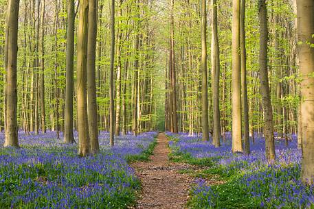 The Blue Forest of Belgium. Hallerbos or Halle Forest is known for its bluebell carpet which covers the forest floor for a few weeks each spring.