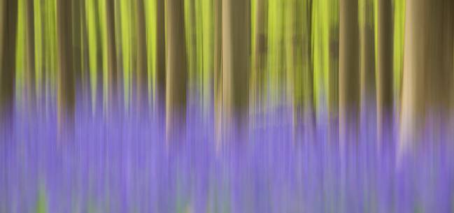 The Blue Forest of Belgium. Hallerbos or Halle Forest is known for its bluebell carpet which covers the forest floor for a few weeks each spring.